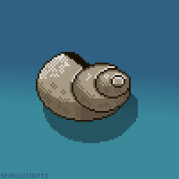 Shell